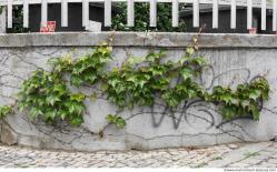 Photo Textures of Ivy